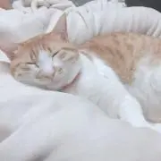 だい