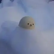 Sayarinの画像