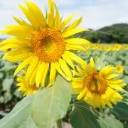 little-my＊の画像