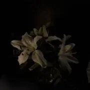 ♡の画像
