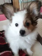 むぎの画像