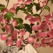 花水木