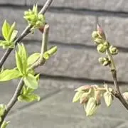 ブルベリの画像