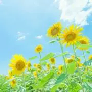 LILICAの画像