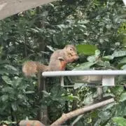 やこちゃん