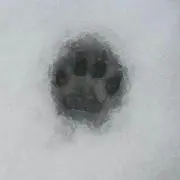 やまち