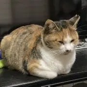 ノリ
