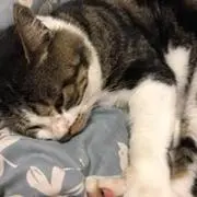 ドラ