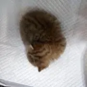 puntoの画像