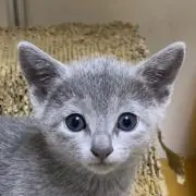 ネコママ屋の画像