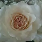 ロタン＊ご購入前にプロフご覧ください＊の画像