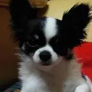 ゆきんこ