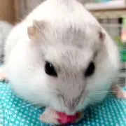 シロの画像