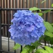ギザミミウサギの画像