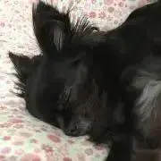 おんぷ♪の画像