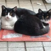 ダブルリボン(フラワーブーケ、ラベンダー)わんちゃん猫ちゃん用首輪
