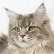 4573【タグ付き】クルニ カーディガン ボーダー 21AW ライト