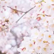 ダイヤ(´・ω・`)の画像