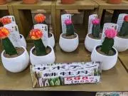 めぐみの画像