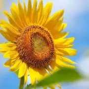 sunflower ＊コメント歓迎＊の画像