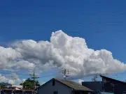 ペンギンの画像