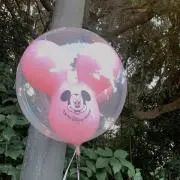 ぴこの画像
