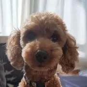 ぶるーの画像