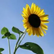ひまわり