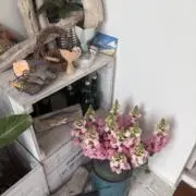 いわはの画像