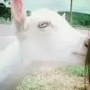 さこ★プロフ必読の画像
