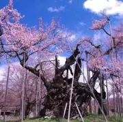 田舎っ兵の画像
