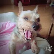 あやぱか