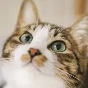 ごろねこまるの画像