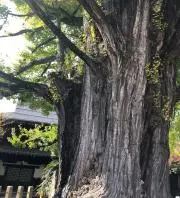 SINの画像