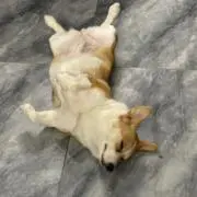 心の画像