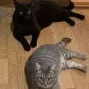 とくちゃんの画像