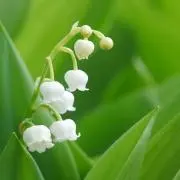 クランキーの画像