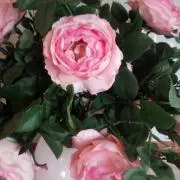 オカンの画像