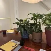 うさぎの画像