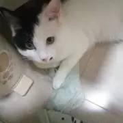 憧憬