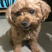 飛鳥の画像