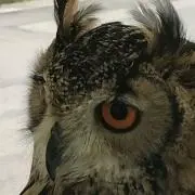 まりもの画像