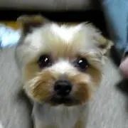 ぺろの画像