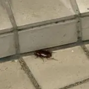 ゴキブリ