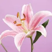 あゆみ