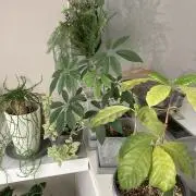 Taeの画像