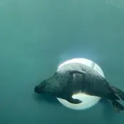 トリケラの画像