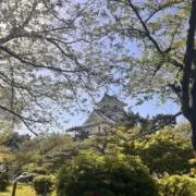 pigmonの画像