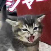 レオメイの画像