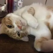 ゆず丸の画像